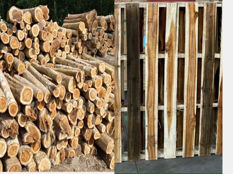 Melaleuca Wood