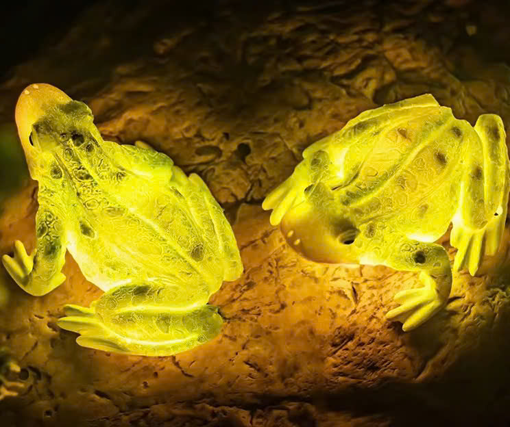 Đèn LED Fiberglass Sợi Thủy Tinh Nhựa tạo hình 3D Con Ếch Frog phát sáng Zalaa dành cho Dự án Vườn Ánh Sáng