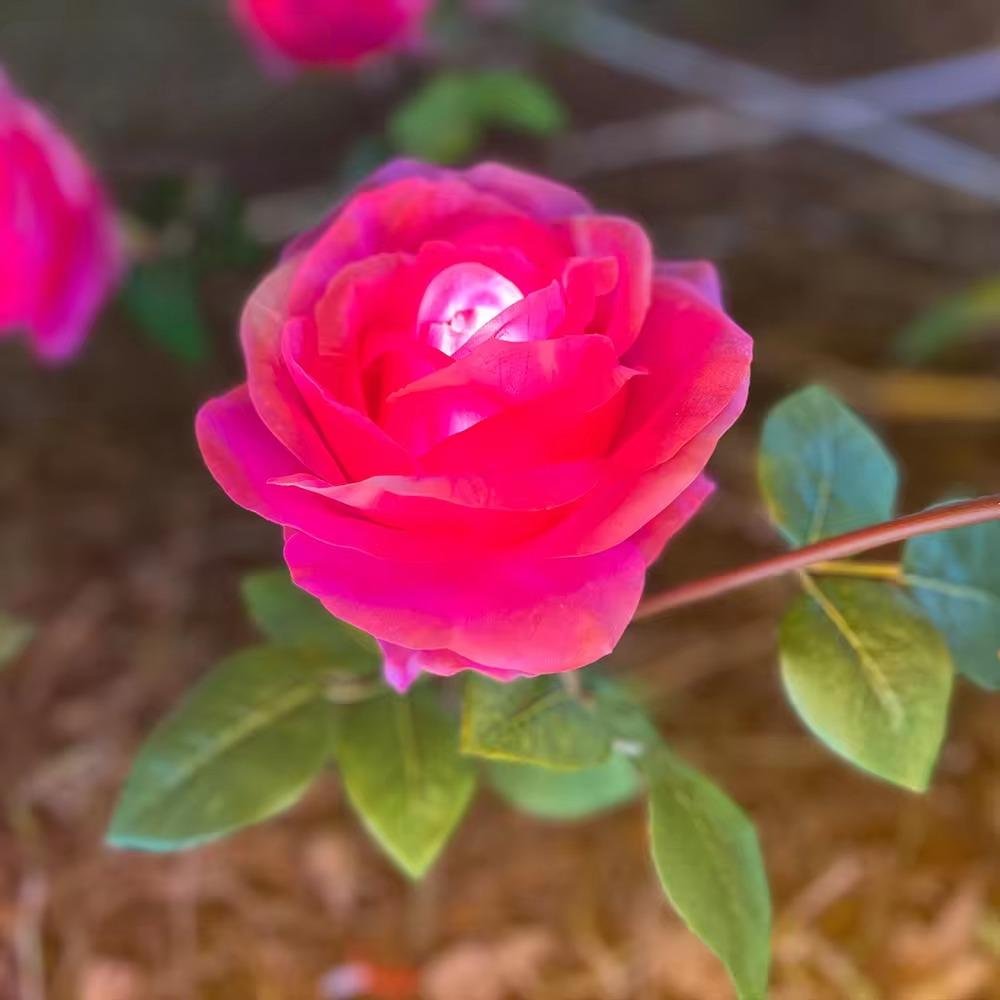 Đèn LED Mô Phỏng Bông Hoa Hồng - Simulation Rose Flower light cho Vườn Ánh Sáng Zalaa Light Garden
