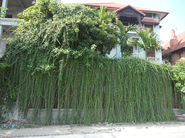 Cúc Tần Ấn Độ