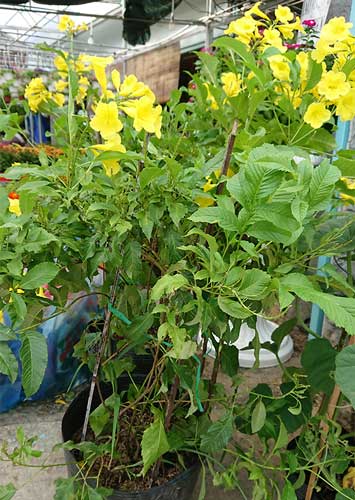Cây Hoàng Yến