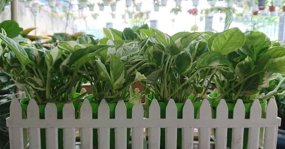Trồng cây phong thủy theo tuổi cho 12 con giáp gặp may cả năm, tài lộc đầy nhà