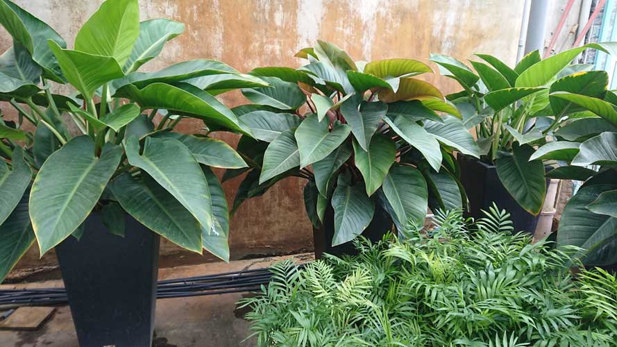 Cây Đế Vương | Vựa hoa và Cây kiểng giống Tấn Đạt