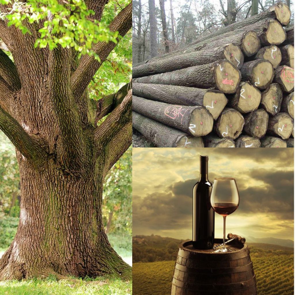 Gỗ sồi mới và cũ: Đâu là sự lựa chọn hoàn hảo để làm thùng ngâm rượu?