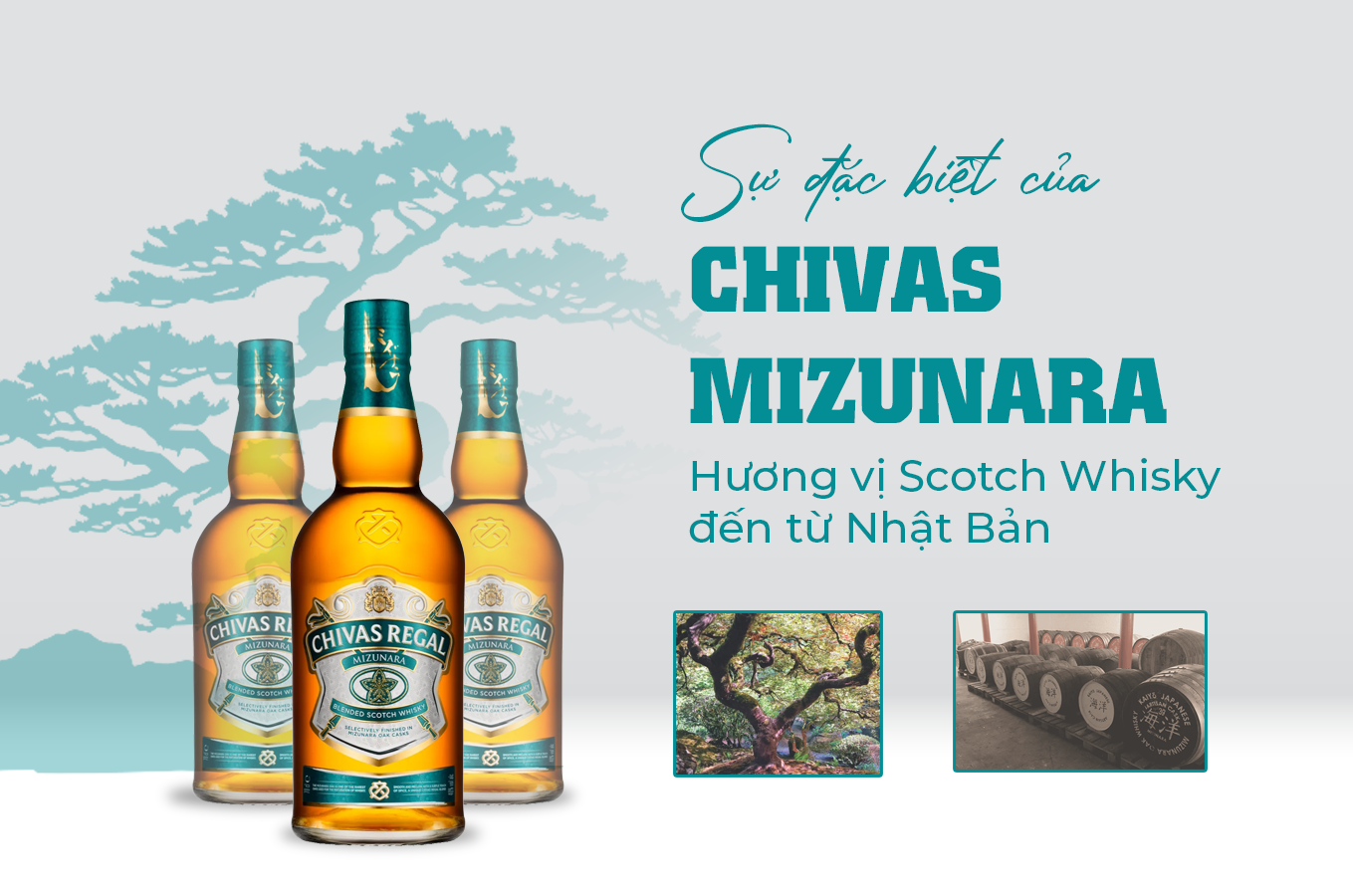 Gỗ sồi Mizunara: Điểm nhấn tạo nên hương vị Chivas đến từ Nhật Bản