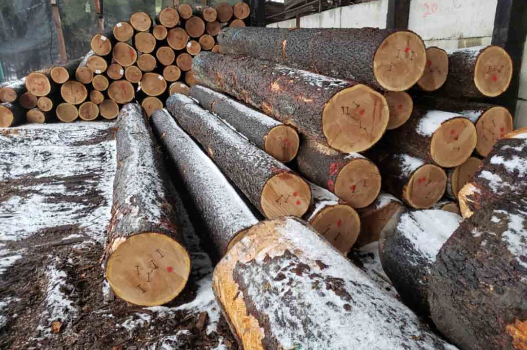 các loại gỗ thay thế gỗ sồi
