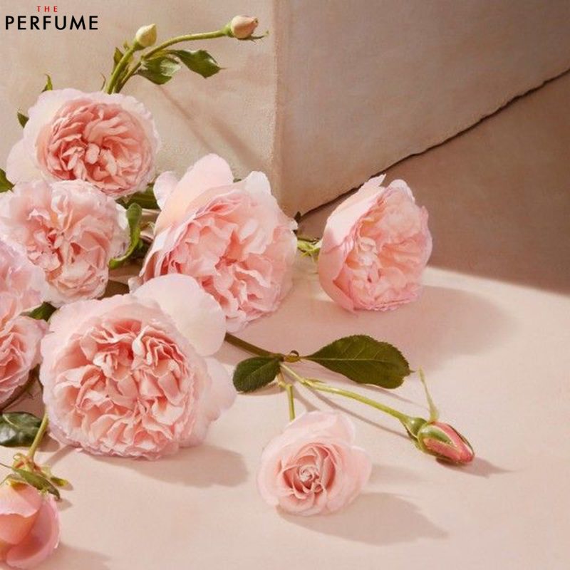 Nước Hoa Nữ Chloé Roses De Chloé EDT 30ml