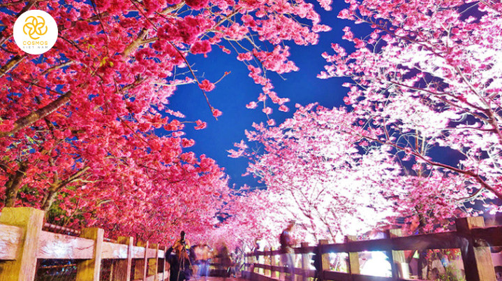 SERRI NHẬT HOA ANH ĐÀO & LỄ 30/4 KH TỪ HÀ NỘI