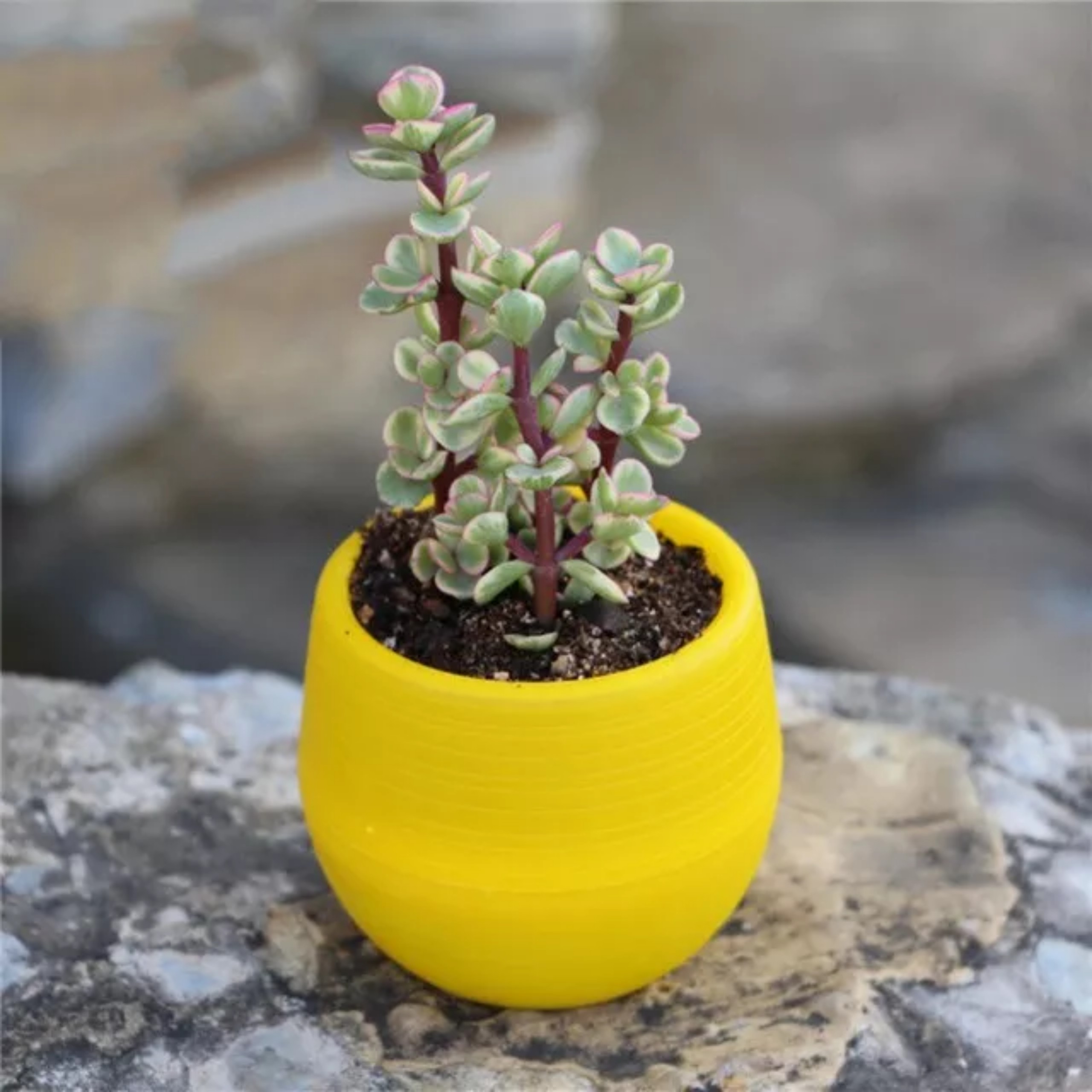 pvn59668-chau-nhua-2-tang-mini