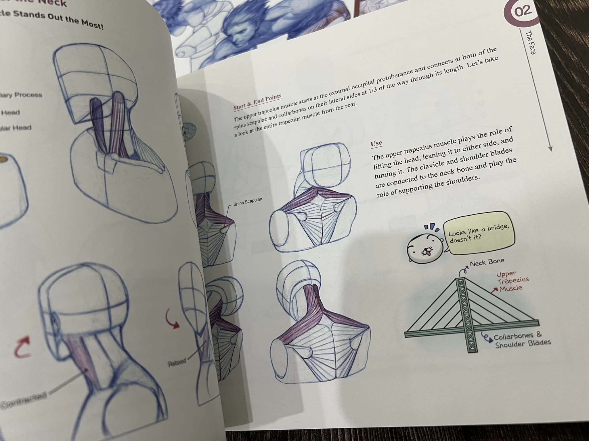 Anatomy Drawing Class Online Free at Cole Sherrell blog