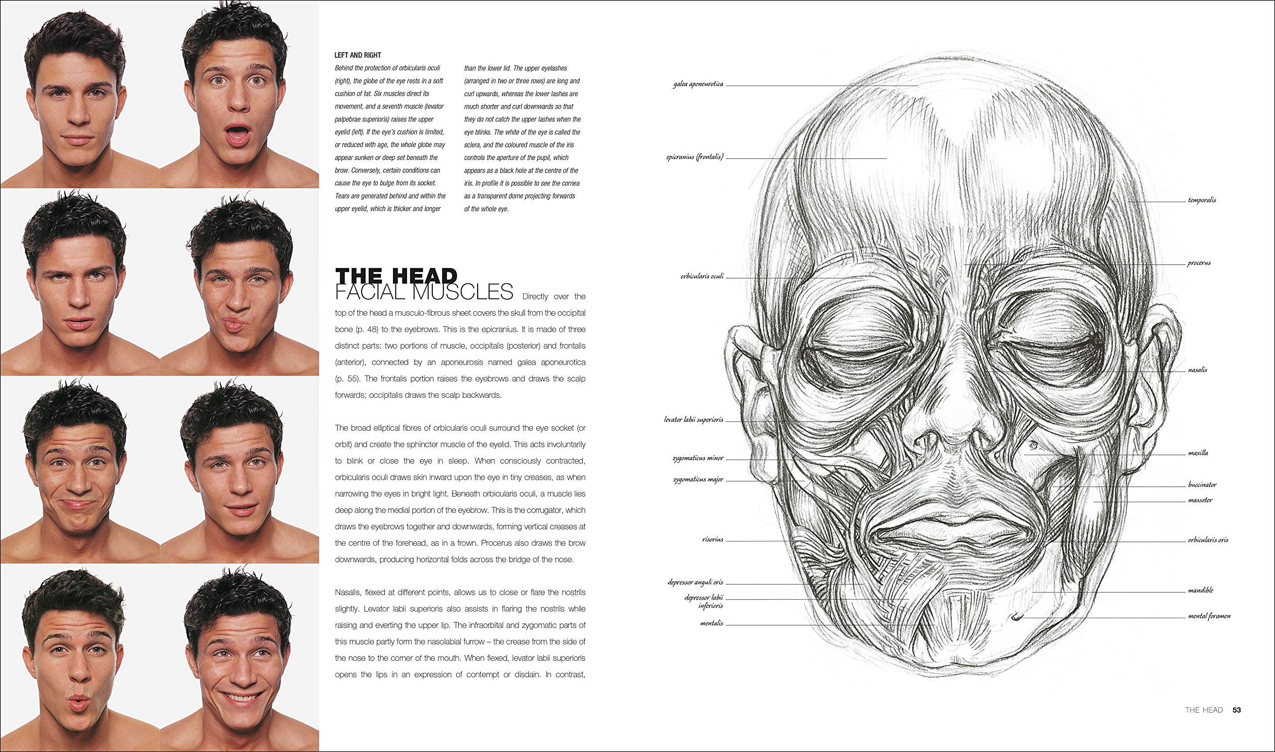 anatomy for the artist by jeno barcsay pdf
