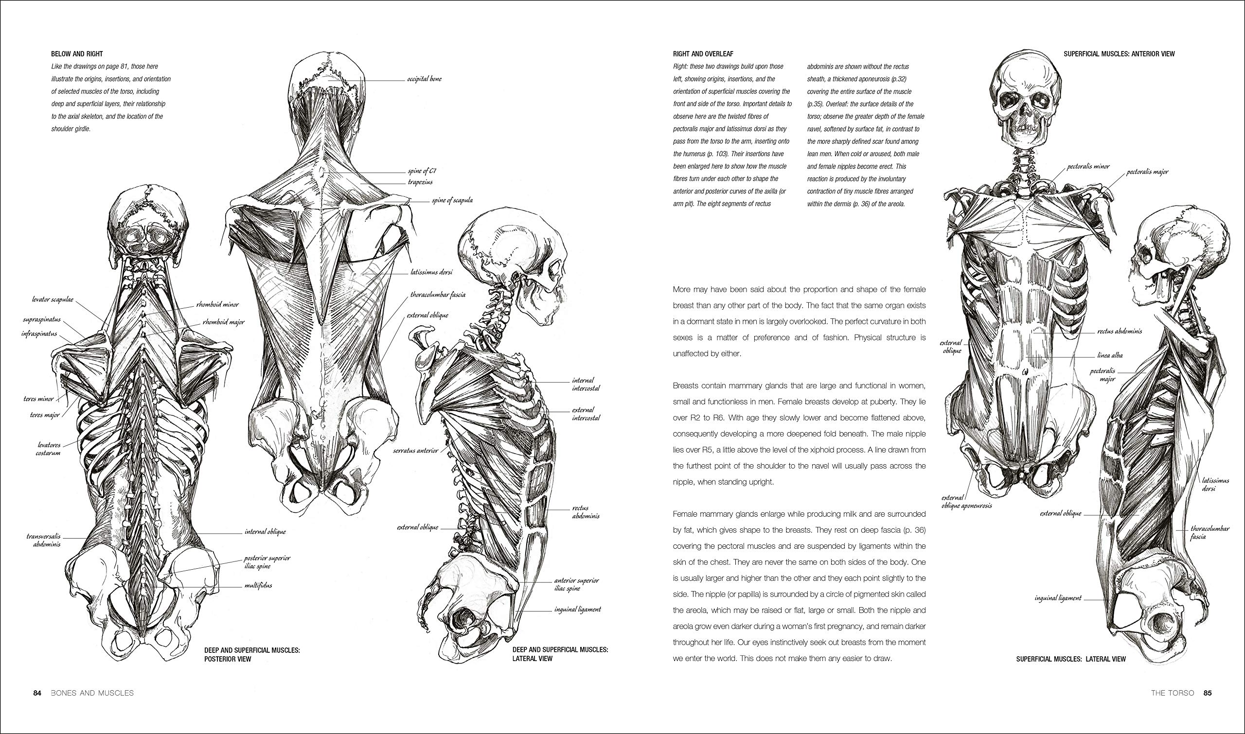 anatomy for the artist jeno barcsay pdf reader