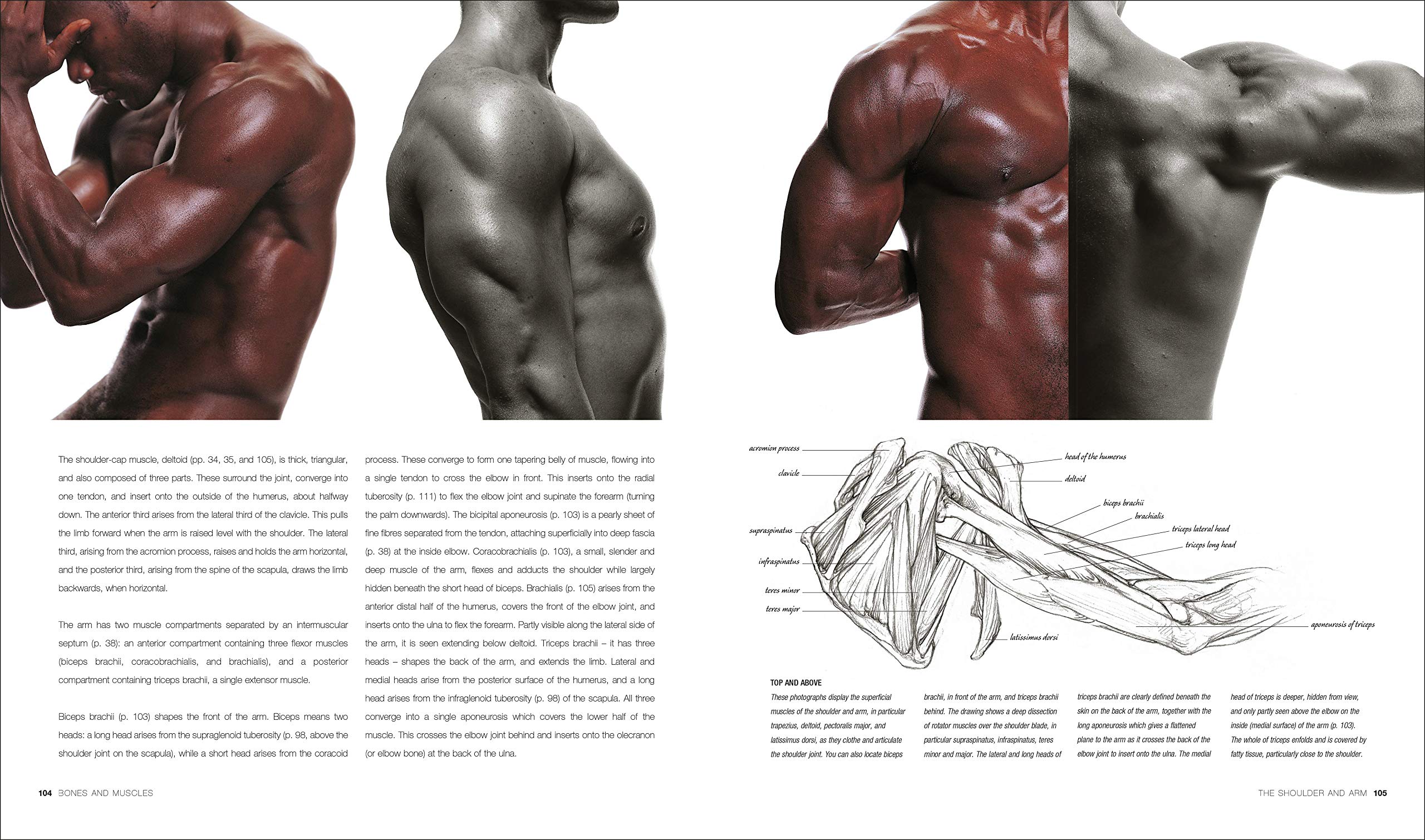 anatomy for the artist jeno barcsay pdf