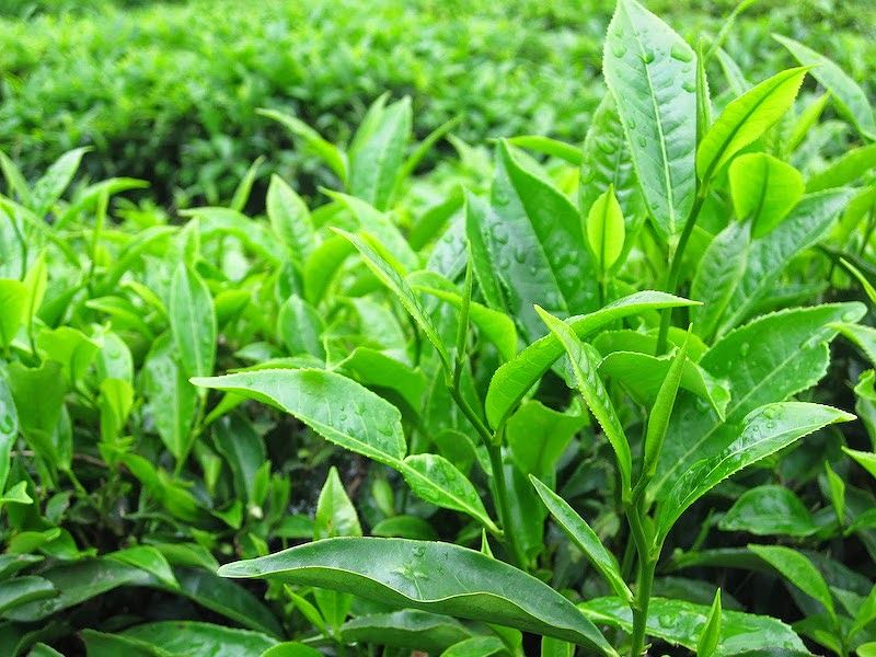 Uống nước chè xanh (chè tươi) hàng ngày có lợi gì?