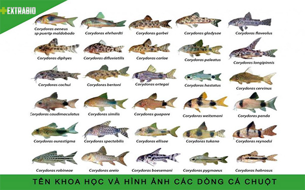 Các loại cá chuột trên thế giới Chế phẩm sinh học EXTRABIO