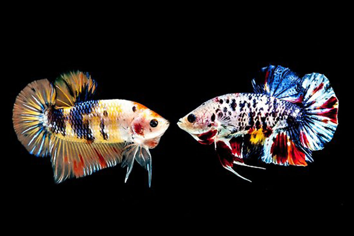 Di truyền - Lớp màu và Tính trạng của cá Betta Chế phẩm sinh học ...