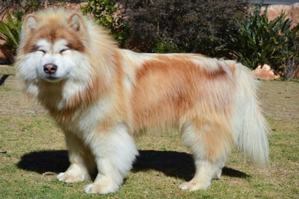 Giống Cho Alaska Giant Kẻ Khổng Lồ đang Yeu