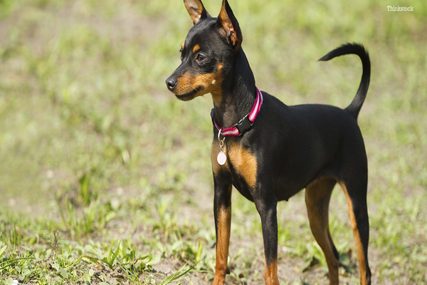 Miniature Pinscher (Fox Min Pin) u2013 Vua Của Các Giống Chó Nhỏ