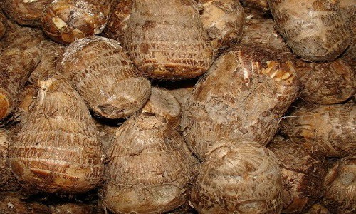huong-dan-ky-thuat-trong-khoai-so-cho-nang-suat-cao-1