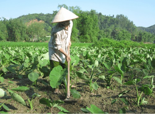 huong-dan-ky-thuat-trong-khoai-so-cho-nang-suat-cao-2