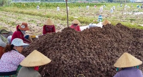 huong-dan-ky-thuat-trong-khoai-so-cho-nang-suat-cao-4