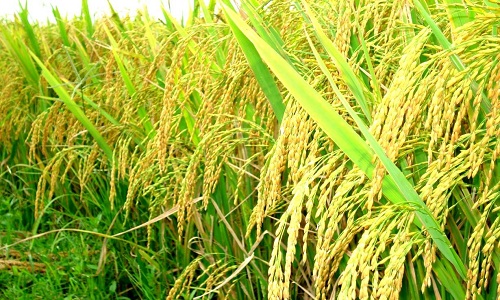 Kỹ thuật bón phân vụ Đông Xuân cho lúa đạt năng suất vượt trội