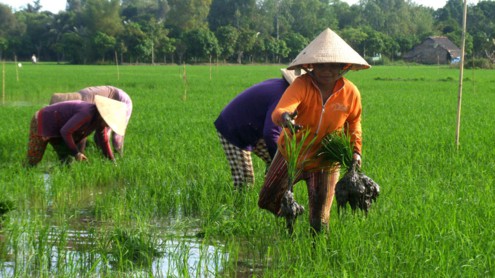 Hướng dẫn kỹ thuật bón phân vụ lúa hè thu đạt năng suất Hướng dẫn kỹ thuật bón phân vụ lúa hè thu đạt năng suất