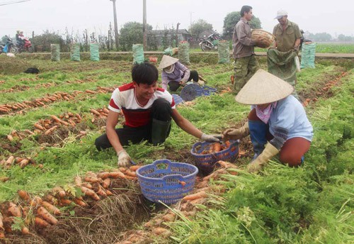 Kỹ thuật trồng cà rốt to đều tăm tắp của bà con Cẩm Giàng