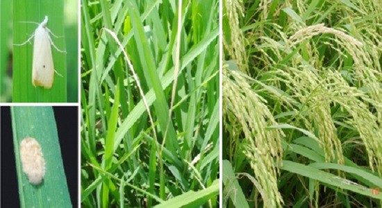 Những điều cần biết về sâu đục thân gây hại Những điều cần biết về sâu đục thân gây hại