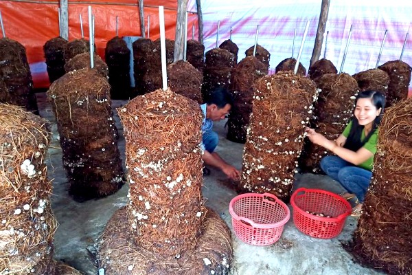 Mô hình trồng nấm rơm dạng trụ hiệu quả kinh tế cao