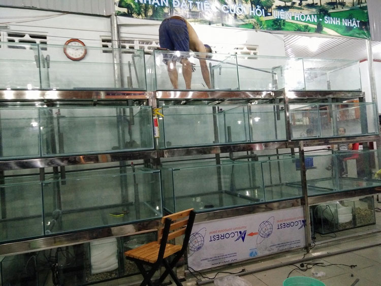 Lắp đặt, sửa chữa Máy làm mát bể cá tại Cầu Giấy