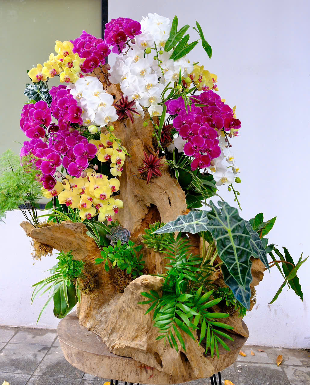 THE TRICOLOUR SYMPHONY