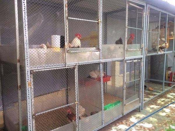 Yêu cầu kỹ thuật khi làm chuồng cho gà mái đẻ trứng
