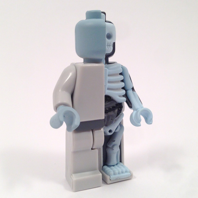 Micro Anatomic OG
