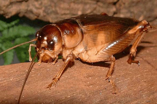 Dế Mèn và những thông tin thú vị mà có thể bạn chưa biết! QQ FARM Dế Mèn Và Những Thông Tin Thú Vị Mà Có Thể Bạn Chưa Biết! Qq Farm