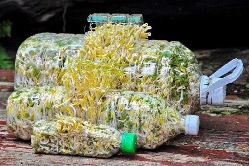 Ủ giá bằng chai nhựa