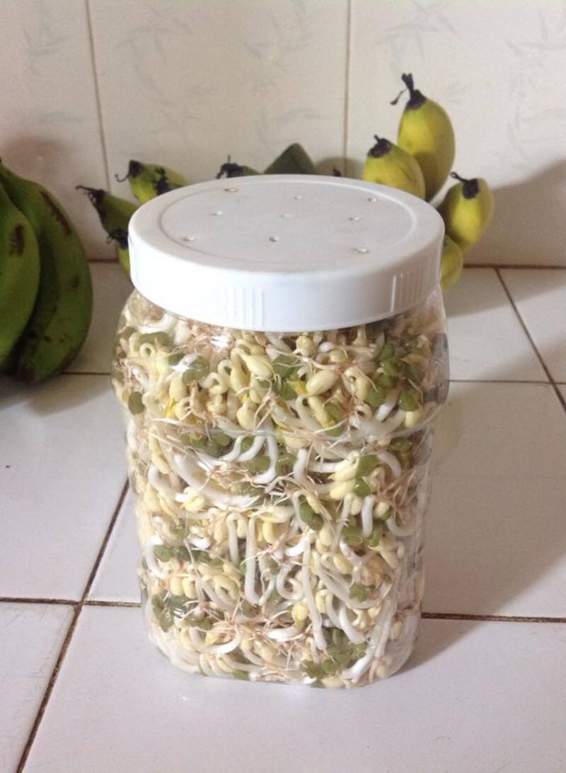 Ủ giá bằng hộp nhựa