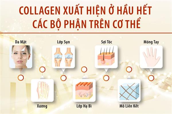 COLLAGEN QUYẾT ĐỊNH SỰ TRẺ HÓA LÀN DA NHƯ THẾ NÀO