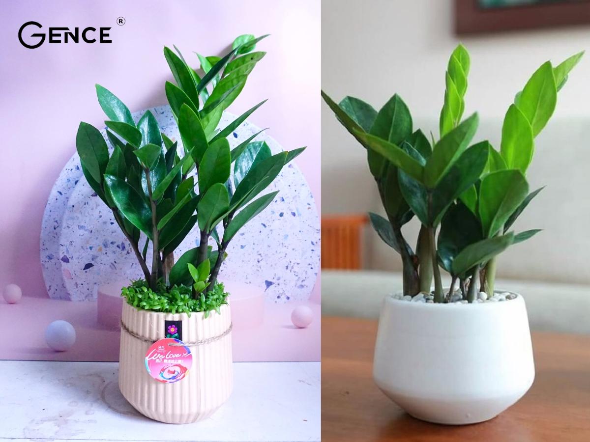 Cây xanh trang trí không gian làm việc cho khách hàng