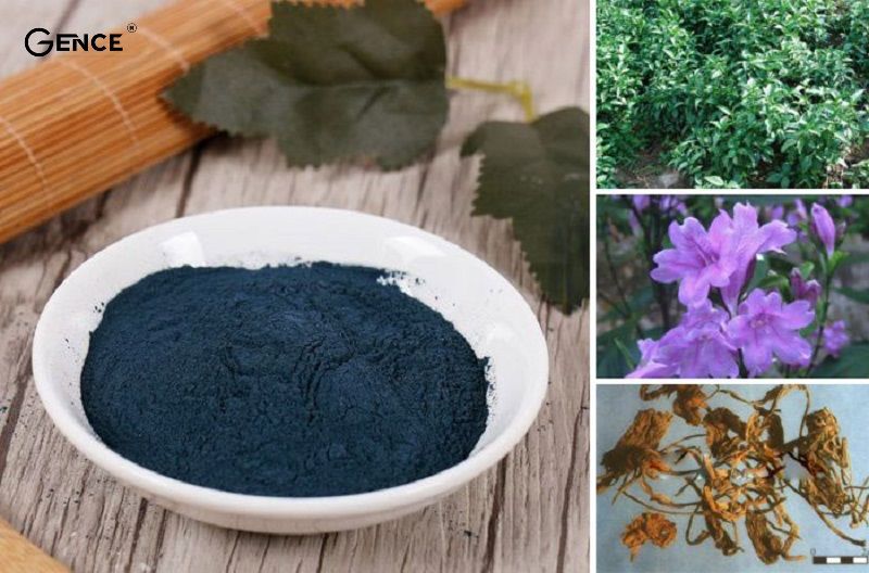 Màu chàm chiết xuất từ cây họ indigofera và isatis tinctoria