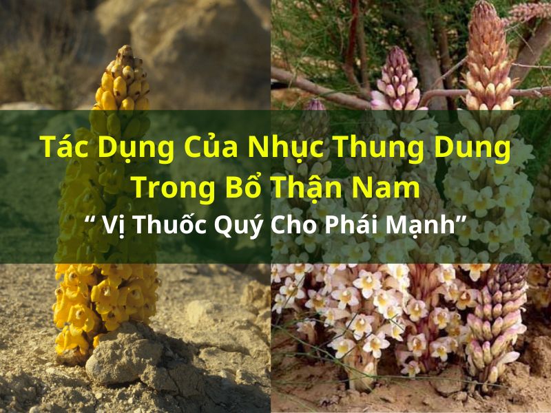 Tác Dụng Của Nhục Thung Dung Trong Bổ Thận Nam: Vị Thuốc Quý Cho Phái Mạnh