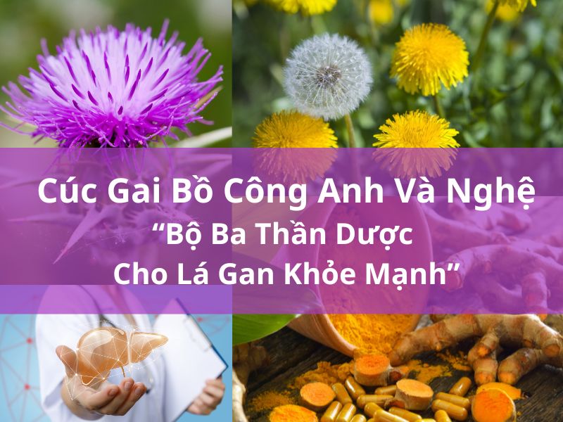 Cúc Gai Bồ Công Anh Và Nghệ - Bộ Ba Thần Dược Cho Lá Gan Khỏe Mạnh