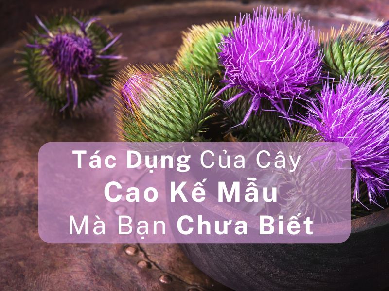 Tác Dụng Của Cây Cao Kế Sữa Mà Bạn Chưa Biết