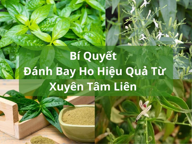 Xuyên Tâm Liên Chữa Ho: Bí Quyết Đánh Bay Ho Hiệu Quả Từ Y Học Cổ Truyền