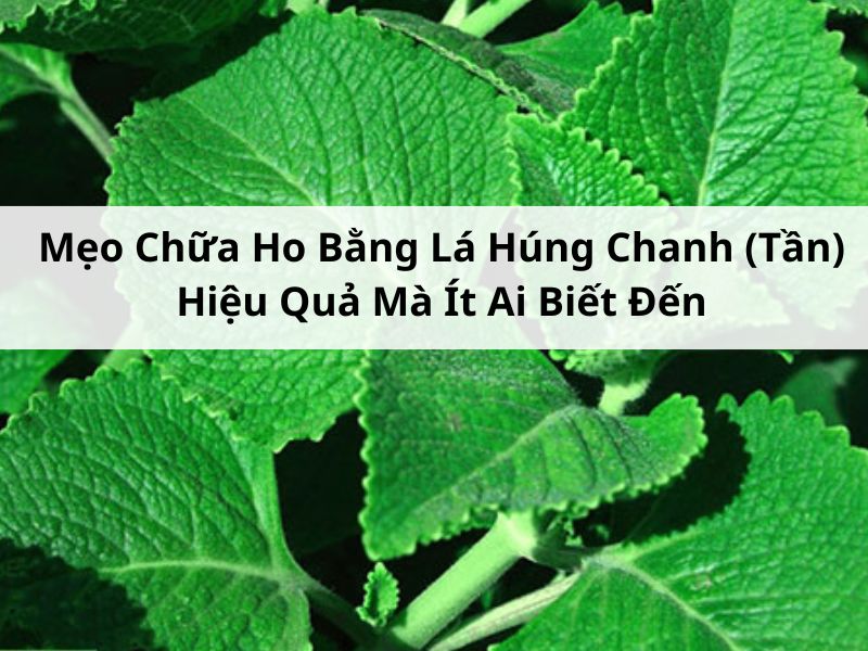 Mẹo Chữa Ho Bằng Lá Húng Chanh Hiệu Quả Mà Ít Ai Biết Đến
