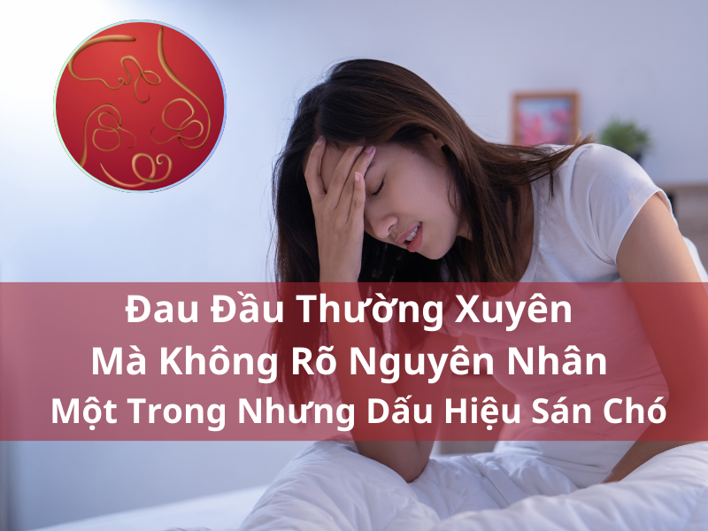 Đau Đầu Thường Xuyên Mà Không Rõ Nguyên Nhân - Một Trong Nhưng Dấu Hiệu Sán Chó