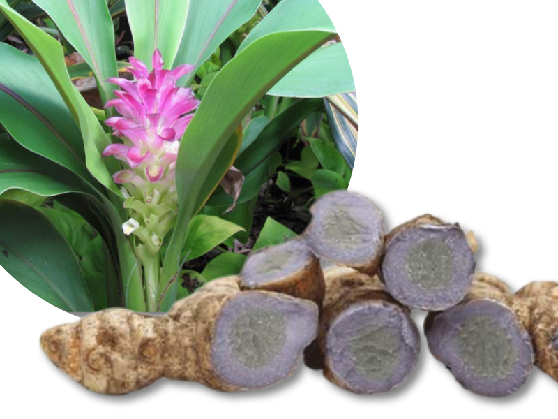 Công dụng nghệ đen