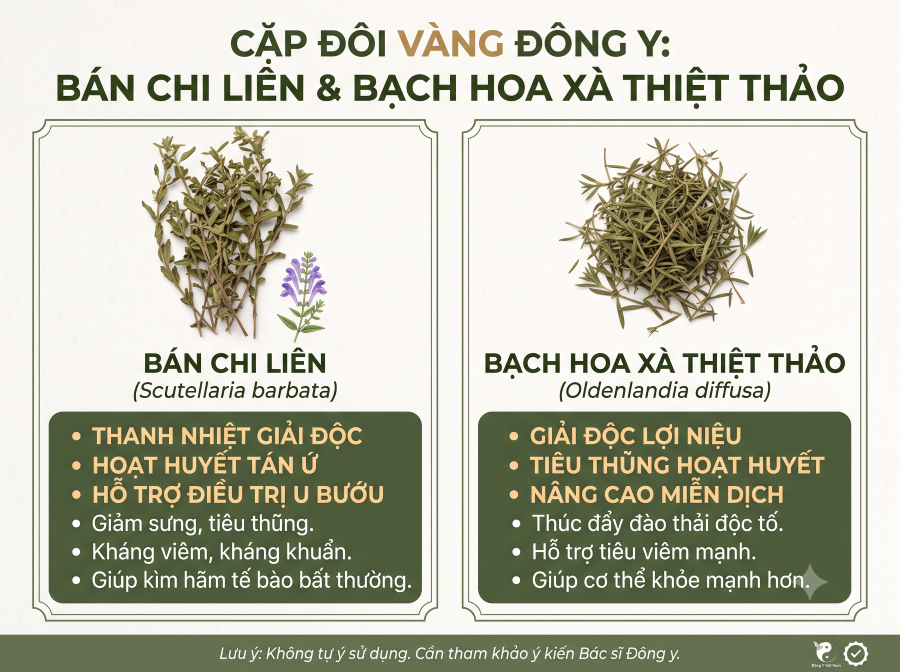 Bán chỉ liên và bạch hoa xà thiệt thảo