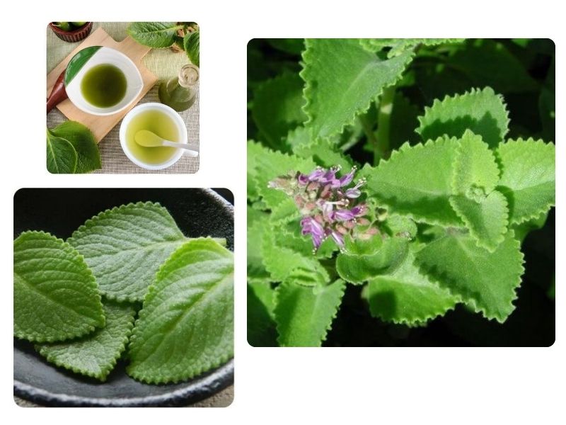 Lá húng chanh hay còn gọi là lá tần dày