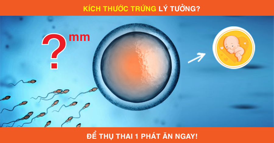 Kích thước trứng lí tưởng để thụ thai –“Một phát ăn ngay